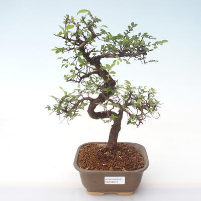 Pokojová bonsai - Ulmus parvifolia - Malolistý jilm PB2192014 - 1