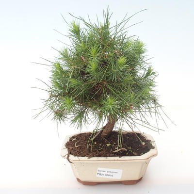 Pokojová bonsai-Pinus halepensis-Borovice alepská PB2192016