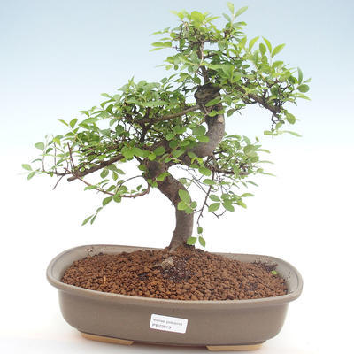 Pokojová bonsai - Ulmus parvifolia - Malolistý jilm PB22019 - 1