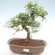 Pokojová bonsai - Ulmus parvifolia - Malolistý jilm PB22019 - 1/3