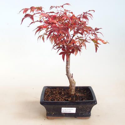 Vonkajšie bonsai - Acer palm. Atropurpureum-Javor dlaňolistý červený