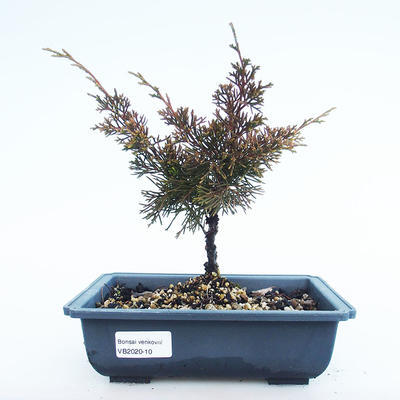 Vonkajšie bonsai - Juniperus chinensis Itoigawa-Jalovec čínsky VB2020-10