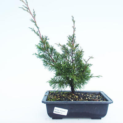 Vonkajšie bonsai - Juniperus chinensis Itoigawa-Jalovec čínsky VB2020-11