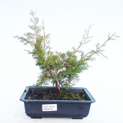 Vonkajšie bonsai - Juniperus chinensis Itoigawa-Jalovec čínsky VB2020-16
