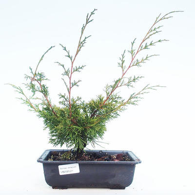 Vonkajšie bonsai - Juniperus chinensis Itoigawa-Jalovec čínsky VB2020-21