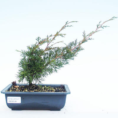 Vonkajšie bonsai - Juniperus chinensis Itoigawa-Jalovec čínsky VB2020-26