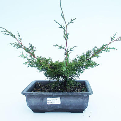Vonkajšie bonsai - Juniperus chinensis Itoigawa-Jalovec čínsky VB2020-3