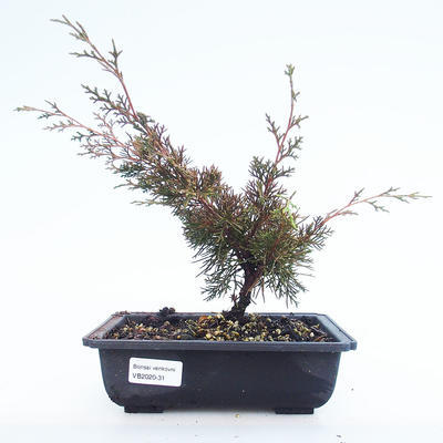 Vonkajšie bonsai - Juniperus chinensis Itoigawa-Jalovec čínsky VB2020-31