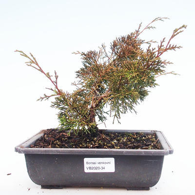 Vonkajšie bonsai - Juniperus chinensis Itoigawa-Jalovec čínsky VB2020-34