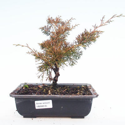 Vonkajšie bonsai - Juniperus chinensis Itoigawa-Jalovec čínsky VB2020-35