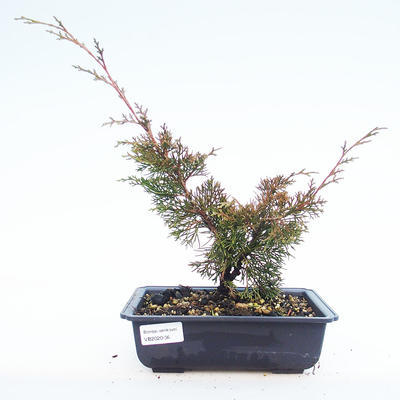 Vonkajšie bonsai - Juniperus chinensis Itoigawa-Jalovec čínsky VB2020-36
