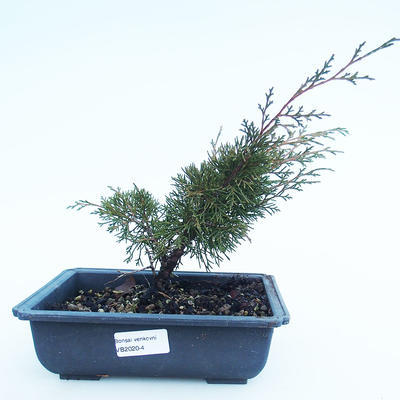 Vonkajšie bonsai - Juniperus chinensis Itoigawa-Jalovec čínsky VB2020-4