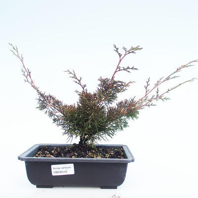 Vonkajšie bonsai - Juniperus chinensis Itoigawa-Jalovec čínsky VB2020-42