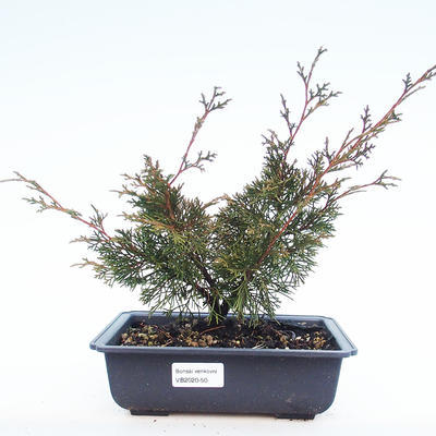 Vonkajšie bonsai - Juniperus chinensis Itoigawa-Jalovec čínsky VB2020-50