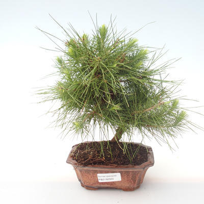 Pokojová bonsai-Pinus halepensis-Borovice alepská PB2192020