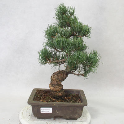 Vonkajšie bonsai - Pinus parviflora - Borovica drobnokvetá - 1