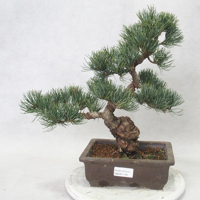 Vonkajšie bonsai - Pinus parviflora - Borovica drobnokvetá - 1