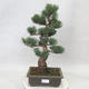Vonkajšie bonsai - Pinus parviflora - Borovica drobnokvetá - 1/4