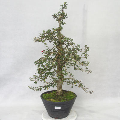 Vonkajšie bonsai - Hloh ružové kvety - Crataegus laevigata paul's Scarlet - 1