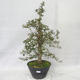 Vonkajšie bonsai - Hloh ružové kvety - Crataegus laevigata paul's Scarlet - 1/7