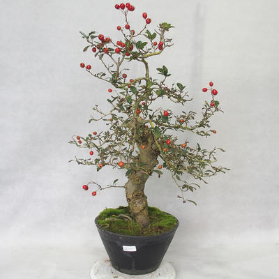 Vonkajšie bonsai - Hloh biele kvety - Crataegus laevigata - 1