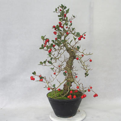 Vonkajšie bonsai - Hloh biele kvety - Crataegus laevigata - 1