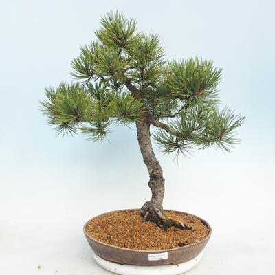 Vonkajšie bonsai - Pinus Mugo - Borovica Marhuľa - 1