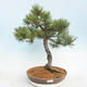 Vonkajšie bonsai - Pinus Mugo - Borovica Marhuľa - 1/5