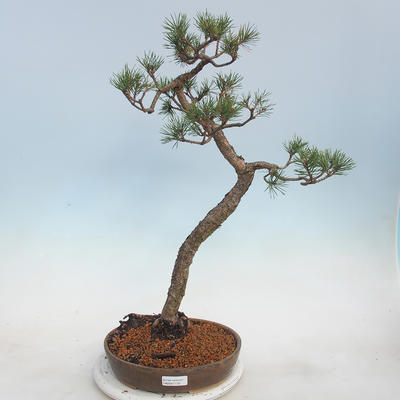 Vonkajšie bonsai - Pinus sylvestris - Borovica lesná - 1