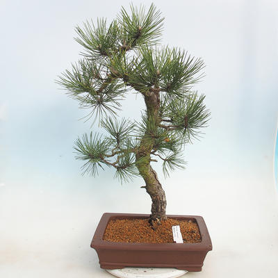 Vonkajšie bonsai - Pinus Nigra - Borovica čierna - 1