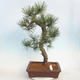 Vonkajšie bonsai - Pinus Nigra - Borovica čierna - 1/5