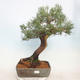 Vonkajšie bonsai - Juniperus chinensis -Jalovec čínsky - 1/5