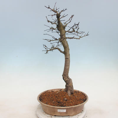 Vonkajšie bonsai - Hloh jednosemený - 1
