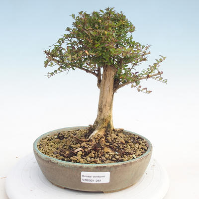 Vonkajšia bonsai-Lonicera nitida -Zimolez - 1