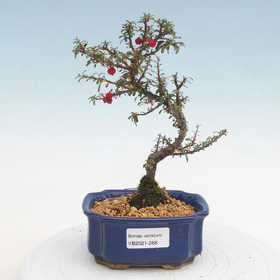 Vonkajšia bonsai-Cotoneaster - Skalník
