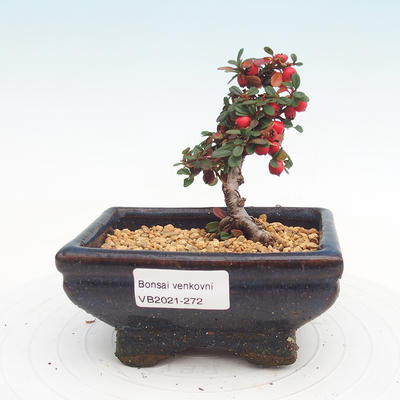 Vonkajšia bonsai-Cotoneaster - Skalník