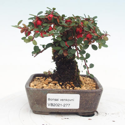 Vonkajšia bonsai-Cotoneaster - Skalník - 1