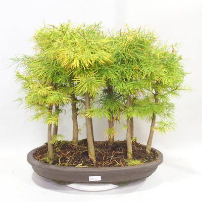 Vonkajšie bonsai - Pseudolarix amabilis - Pamodřín - lesík 9 stromov - 1