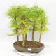 Vonkajšie bonsai - Pseudolarix amabilis - Pamodřín - lesík 5 stromov - 1/5