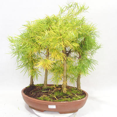 Vonkajšie bonsai - Pseudolarix amabilis - Pamodřín - lesík 5 stromov - 1