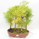 Vonkajšie bonsai - Pseudolarix amabilis - Pamodřín - lesík 5 stromov - 1/5
