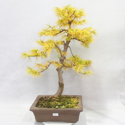 Vonkajšie bonsai - Pseudolarix amabilis - Pamodřín - 1