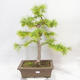 Vonkajšie bonsai - Pseudolarix amabilis - Pamodřín - 1/6
