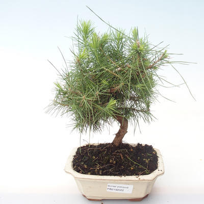 Pokojová bonsai-Pinus halepensis-Borovice alepská PB2192022