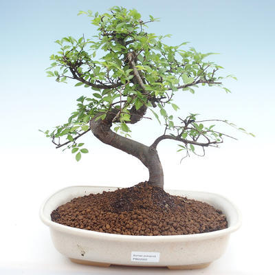 Pokojová bonsai - Ulmus parvifolia - Malolistý jilm PB22022 - 1