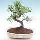 Pokojová bonsai - Ulmus parvifolia - Malolistý jilm PB22022 - 1/3