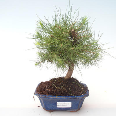 Pokojová bonsai-Pinus halepensis-Borovice alepská PB2192023