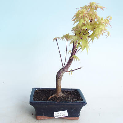 Vonkajšie bonsai - Acer pal. Sango Kaku - Javor dlaňolistý - 1
