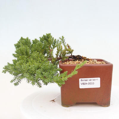 Vonkajší bonsai - Juniperus procumbens - Borievka polehavá