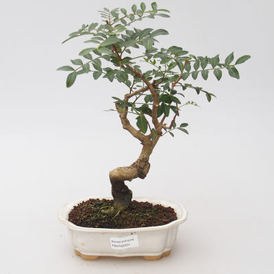 Izbová bonsai - Pistácie - 1